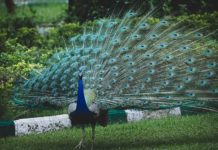 Peacock Symbolism – A Look at Culture, Religion And History peacock symbolism